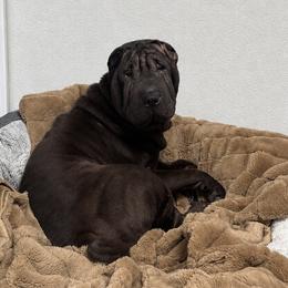 Athena - Black female Chinese Shar-Pei puppy in Franklin, Vermont from Ranch Royale