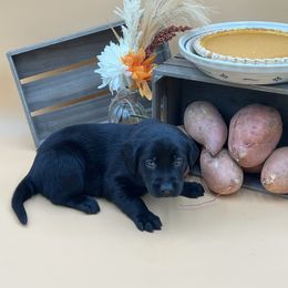 Green - Black male Labrador Retriever puppy in Heath Springs, South Carolina from Rich Hill Retrievers