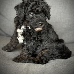 Joey - Black tri-color male Aussiedoodle puppy in Ivanhoe, Virginia from P3 Kennel