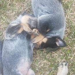 Australian Cattle Dog Puppies from LoveAHeeler