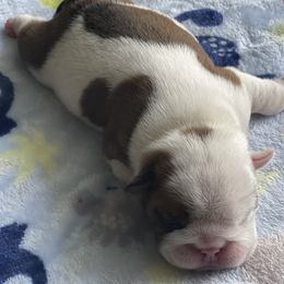 Bulldog Puppies from Kandyland Bulldogs
