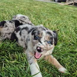 Isaac - Blue merle male Australian Shepherd puppy in Harrodsburg, Kentucky from Triple M Aussies