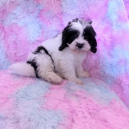 Cookies n Cream - Black and white female Cavapoo puppy in Knoxville, Tennessee from Rocky Top Cavapoos