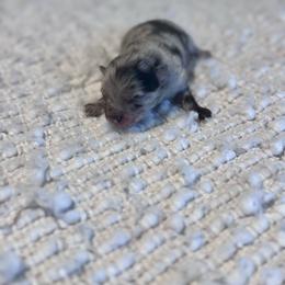 Tokyo - Blue merle male Pomeranian puppy in Canandaigua, New York from Fingerlakes Pomeranians