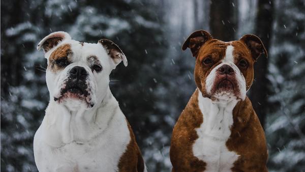 Find Alapaha Blue Blood Bulldog puppies for sale near Connecticut