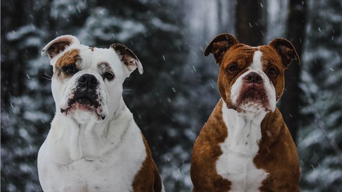 Alapaha Blue Bulldog