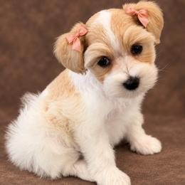 Girl 3 - Wheaten female Miniature Schnauzer puppy in San Augustine, Texas from My Little Schnauzer Pals
