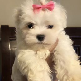 Maltese, Maltipoo, and Poodle Puppies from Healing Pawz LLC