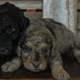 Female 3 of 3 - Merle female Goldendoodle puppy in Macedon, New York from Toodles Goldendoodles