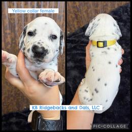 Yellow Collar Female - White and black female Dalmatian puppy in Colome, South Dakota from KB Ridgebacks and Dals, LLC
