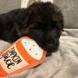 Hermione - Black and red female German Shepherd puppy in Aurora, Illinois from Fairhaven German Shepherds