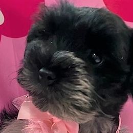 Girl 3 - Parti Miniature Schnauzer puppy in Flint, Texas from Schnazzy Schnauzers