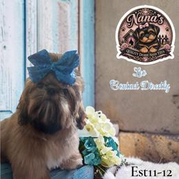 Leo - Red male Shih Tzu puppy in Sacramento, California from NANA’S  QUALITY SHIH TZU'S