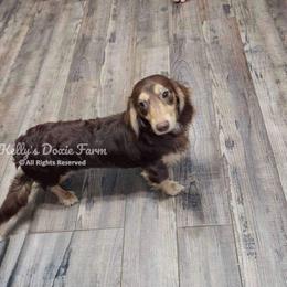 Beaux - Dachshund