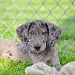 Merle Girl S - Merle female Great Dane puppy in Golconda, Illinois from Breken Great Danes