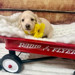 Tiana - Cream female Dachshund puppy in Bennett, North Carolina from Cherished Dachshunds