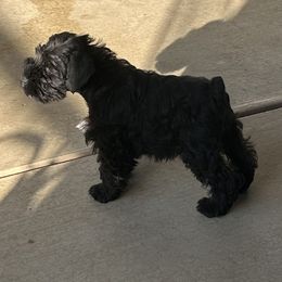Boy 1 - Black Miniature Schnauzer puppy in San Jose Area, California from Gargola's Miniature Schnauzers