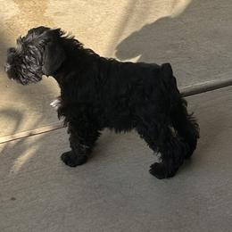 Boy 1 - Black Miniature Schnauzer puppy in San Jose Area, California from Gargola's Miniature Schnauzers