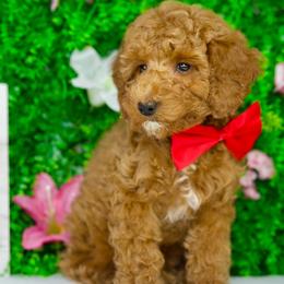 Finn - Red  male Goldendoodle puppy in Brandon, Florida from Murphys Doodles