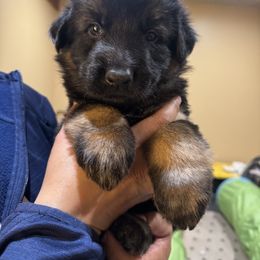 German Shepherd Puppies from Szegi Haus K9 Solutions