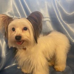 Billy - Yorkshire Terrier