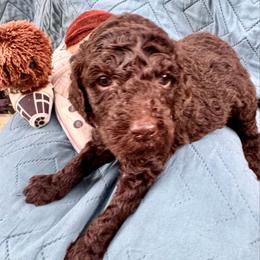 Ewok - Brown female Poodle puppy in San Antonio, Texas from Chocolate Pet Connection