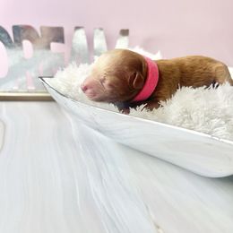 Autumn - Red  female Poodle puppy in Hephzibah ( Richmond County ), Georgia from Healing Pawz LLC