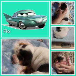 Flo - Black white and tan female Basset Hound puppy in Mill Springs, North Carolina from Mountain View Basset Hounds