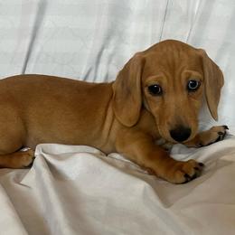 Green Boy - Cream male Dachshund puppy in Buckeye, Arizona from AZ Dachshund Proud