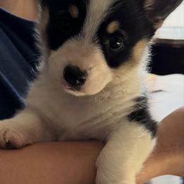 Boy 1 - Black and tan male Pembroke Welsh Corgi puppy in Douglas, Georgia from Delgado’s Corgi’s