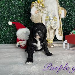 Purple girl - Black and white female Bernedoodle puppy in Modesto, California from Two Doods Doodles
