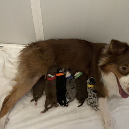 Australian Shepherd puppies from Chilly Peckers Farm