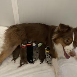 Australian Shepherd puppies from Chilly Peckers Farm