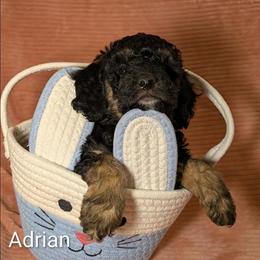 Adrian - Black and tan male Cockapoo puppy in Sunset, Louisiana from Cano Cockapoos