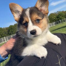 Betty - Black and tan female Pembroke Welsh Corgi puppy in Rolla, Missouri from Chapman Corgis