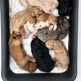 Brew - Brown and white male Bernedoodle puppy in Peoria, Arizona from Wroth's Paws