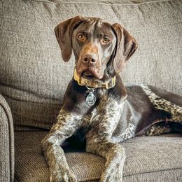 Walker - German Shorthaired Pointer