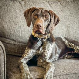 Walker - German Shorthaired Pointer