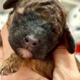 Butterfingers purple collar - Phantom female Poodle puppy in Lakeland, Florida from Gulfside Poodles