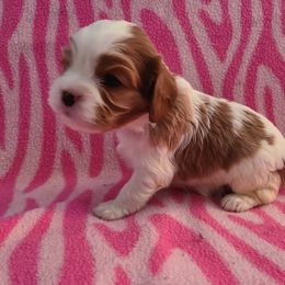 Cavalier King Charles Spaniel Puppies from Infinity Cavaliers