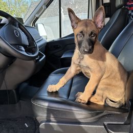Star - Red female Belgian Malinois puppy in Charleston, West Virginia from Louisov Kennel