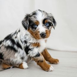 Ireland - Blue merle Miniature Australian Shepherd puppy in Jerome, Idaho from Merrick Mini Aussies