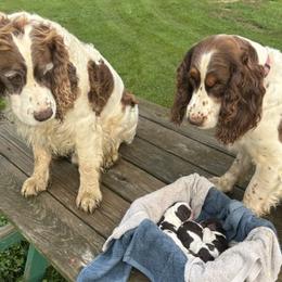 English Springer Spaniel puppies from Gunner Spaniel