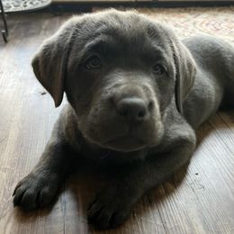 Dilute Retrievers, French Bulldogs, and Labrador Retrievers from Quiet Valley Ranch Labradors and Frenchies