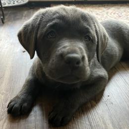 Dilute Retrievers, French Bulldogs, and Labrador Retrievers from Quiet Valley Ranch Labradors and Frenchies
