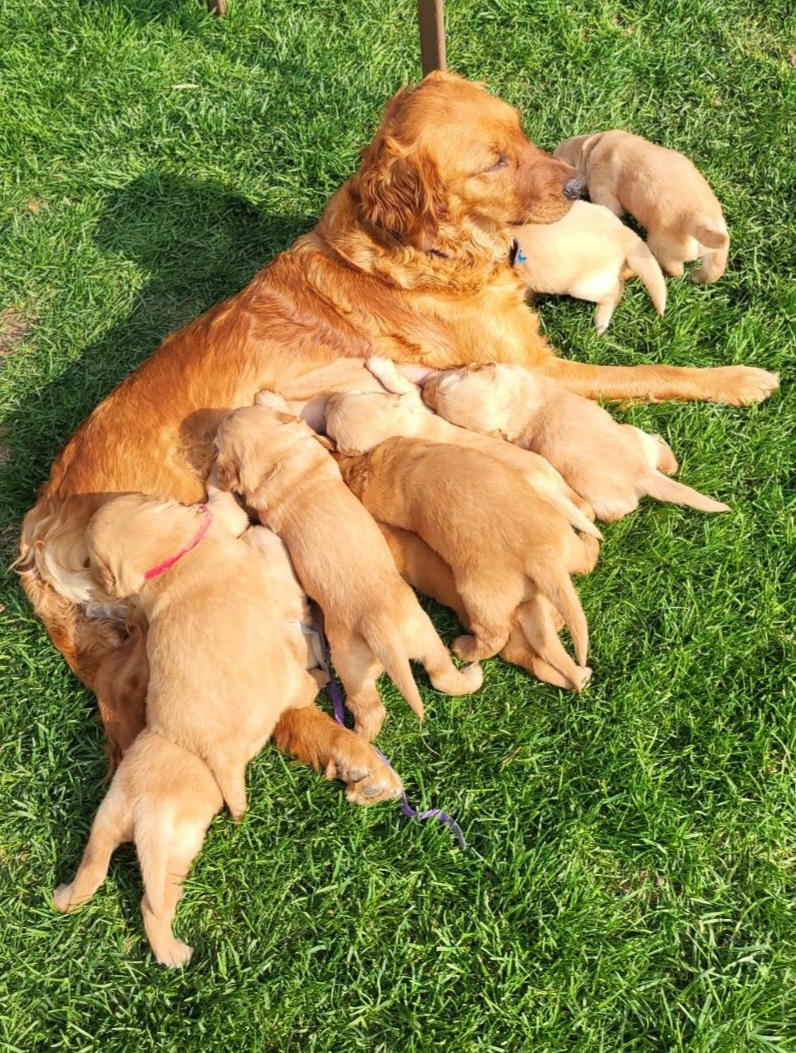 Big Sandy Golden Retrievers in Colorado | Golden Retriever puppies ...