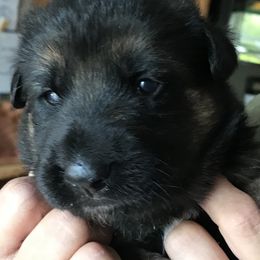 German Shepherds from Aramist Enterprises & Kennels