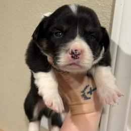 Thumper- Full Fluff - Black and tan male Pembroke Welsh Corgi puppy in Aberdeen, Washington from Coastal country Farms