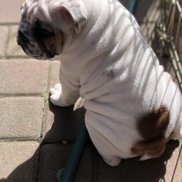 Bulldog Puppies from Farm Strong Bulldogs