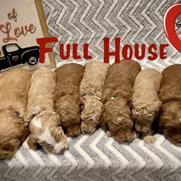 Goldendoodle Puppies from GoldenHearted Doodles